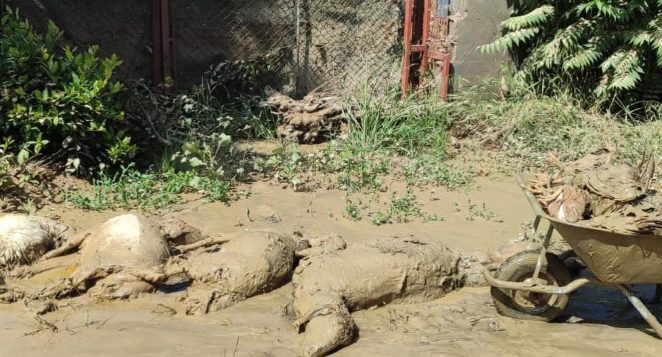 HATAY’DA SEL FELAKETİ: TARIM ALANLARI VE EVLER ZARAR GÖRDÜ